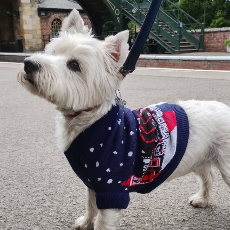 White terrier wearing a navy NYMR Christmas dog jumper with a festive steam train design on a railway station platform.