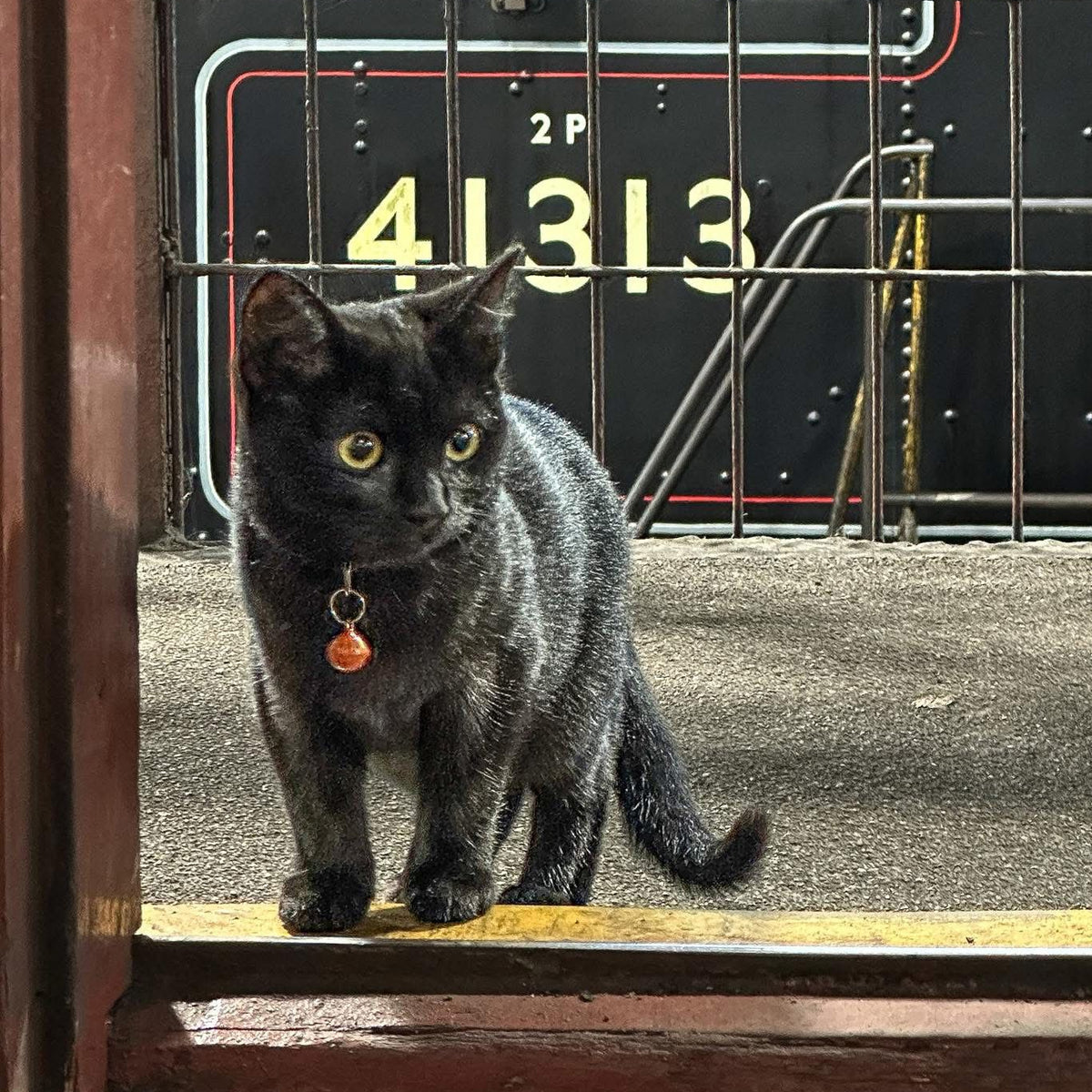 A photo of Ash, or is it Clinker in the doorway to the Shed Shop at Grosmont as a kitten