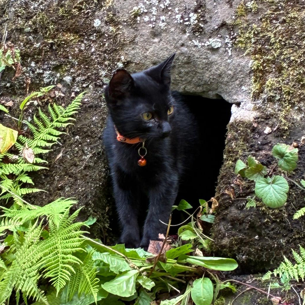 One of our cute rodent officers when they first took up post as a kitten - theyve grown a bit since then! Shown mooching about the Grosmont tunnel stonework.