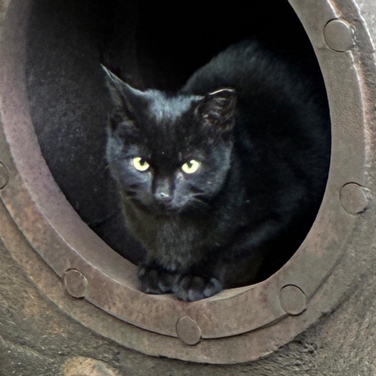 One of our favourite felines in a favourite vantage spot at Grosmont